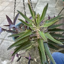 Plantas De Suculenta 