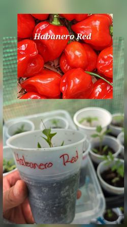 Habanero Red