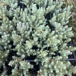 Blue spruce Stonecrop