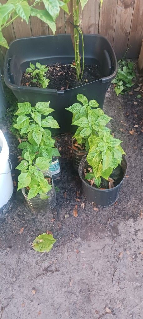 I sell Cachucha Chilli plants , Vendo Plantas De Aji Cachucha