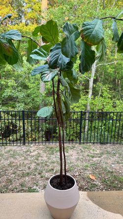 Large Fiddle Leaf Fig Tree