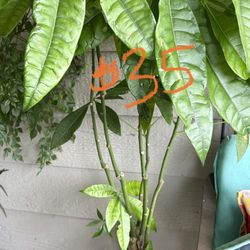 Money Tree Plant