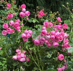 Plant Sale Friday 9-4 Saturday weather depending