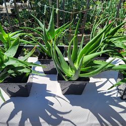 Aloe Plants