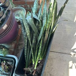 Tall Rooted Snake Plants 
