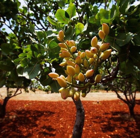 Golden Hills And Randy Pistachios Tree 6 Feet Tall