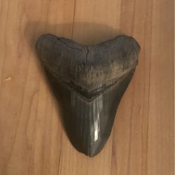 Megaladon Tooth 