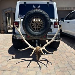Elk Antlers