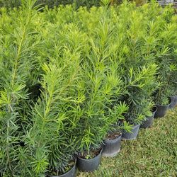 Podocarpus Over 3 To 4 Feet Tall Full Green  Fertilized  Ready For Planting Instant Privacy Hedge  Same Day Transportation 