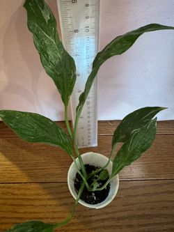 Peace lily domino plant