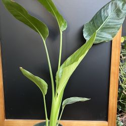 HERMOSAS PLANTAS NATURALES” AVE DE PARAÍSO PLANT 