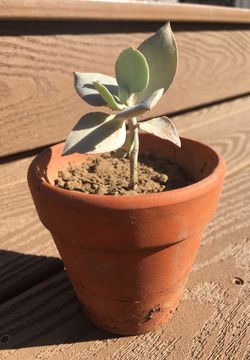 Succulent plant