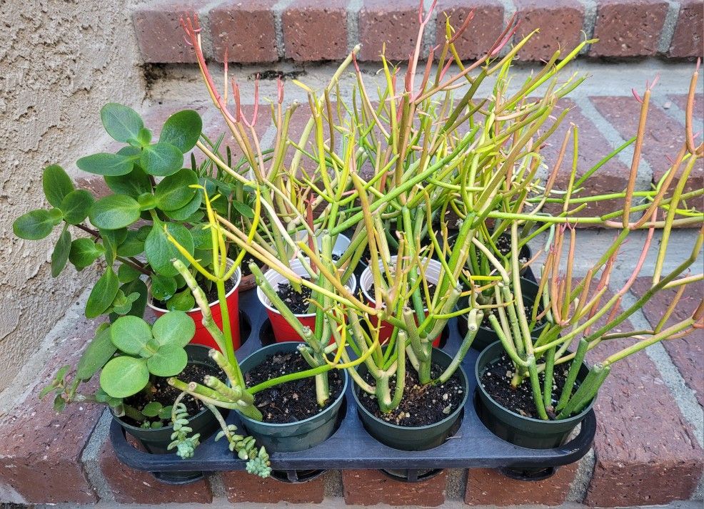 Small Succulent Plants