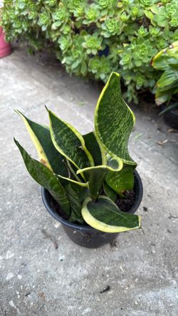 Snake Plant