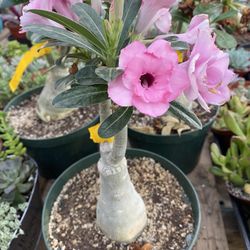 Desert Rose 