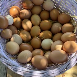 Farm Fresh Eggs 