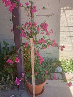 Big red bougainvillea