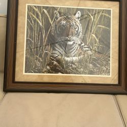Beautiful Tiger Frame