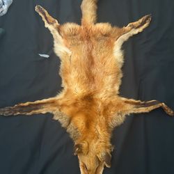 Genuine Red Fox Pelt – Full Body Hide (Head, Tail & Legs Intact)