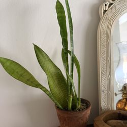 Snake Plant (Sansevieria) – Easy Care Houseplant 🌿