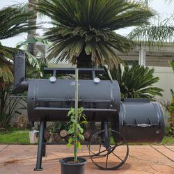 Mexican chili pepper plant 