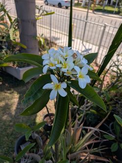 Plumeria for sell
