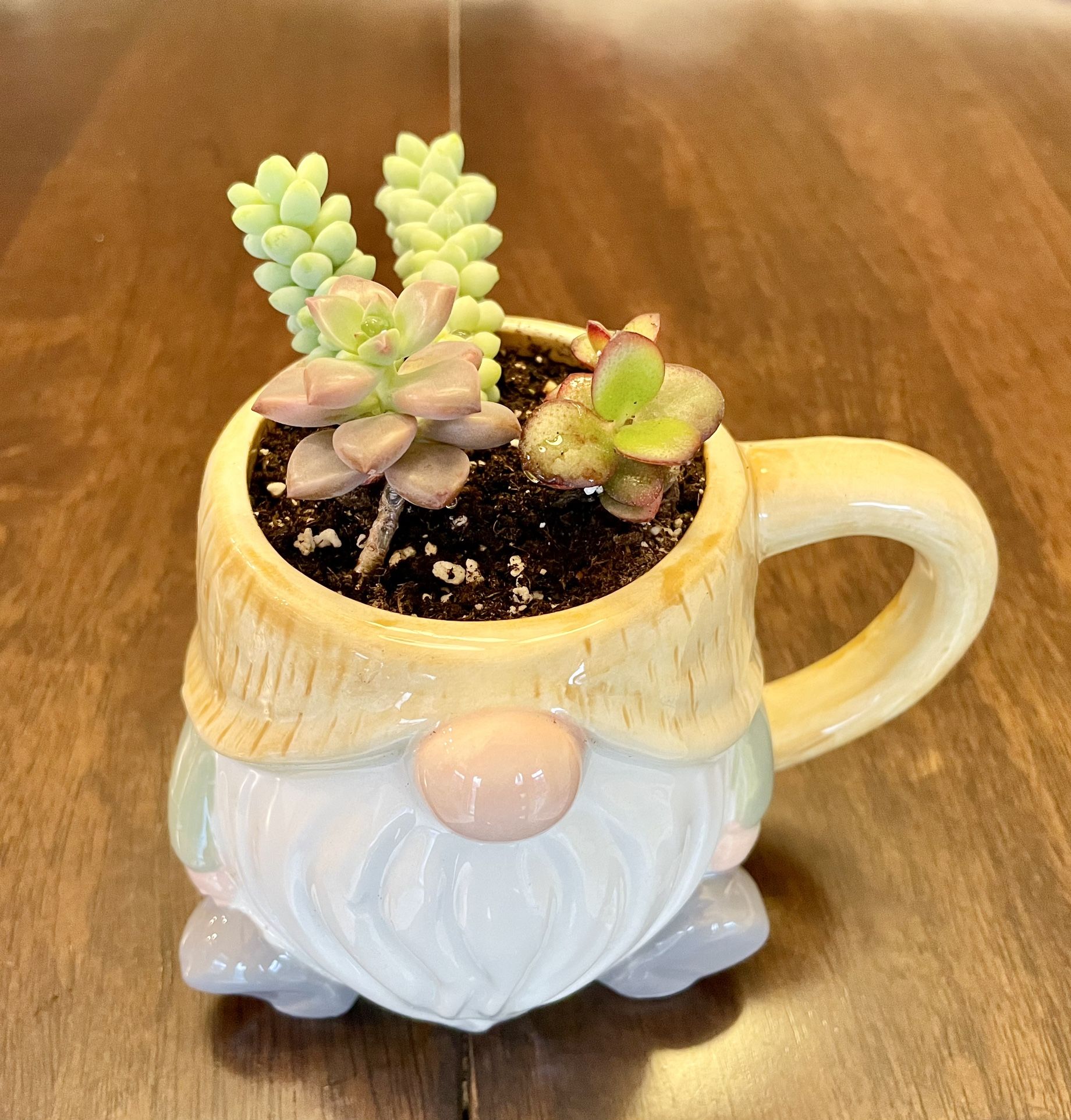 Adorable Gnome Mug Succulent Planter