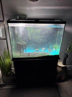 45 Gallon aquarium with everything