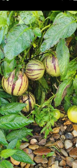 Pepino Melon Plant (人参果树). $20/ea Pot.