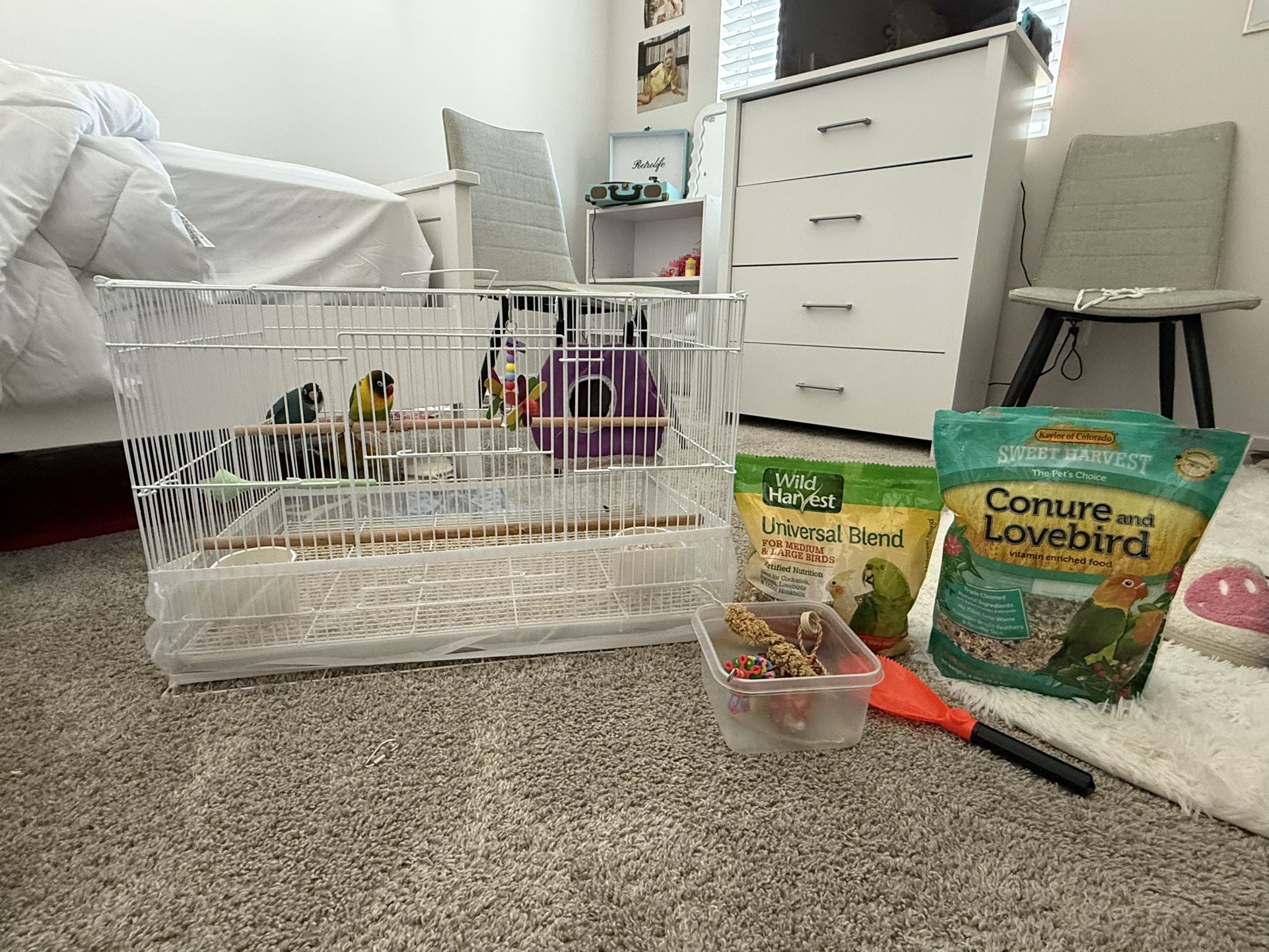 Bird Cage And Supplies 