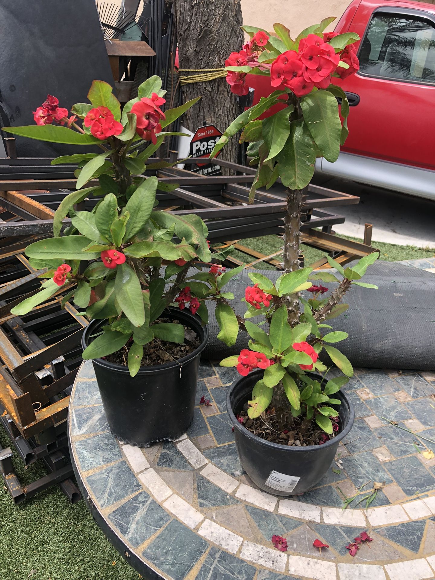 Crown Of Thorns Succulent