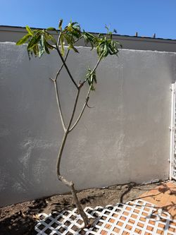Grown Hawaiian plumeria