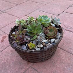Round Pot Succulent Arrangement $14