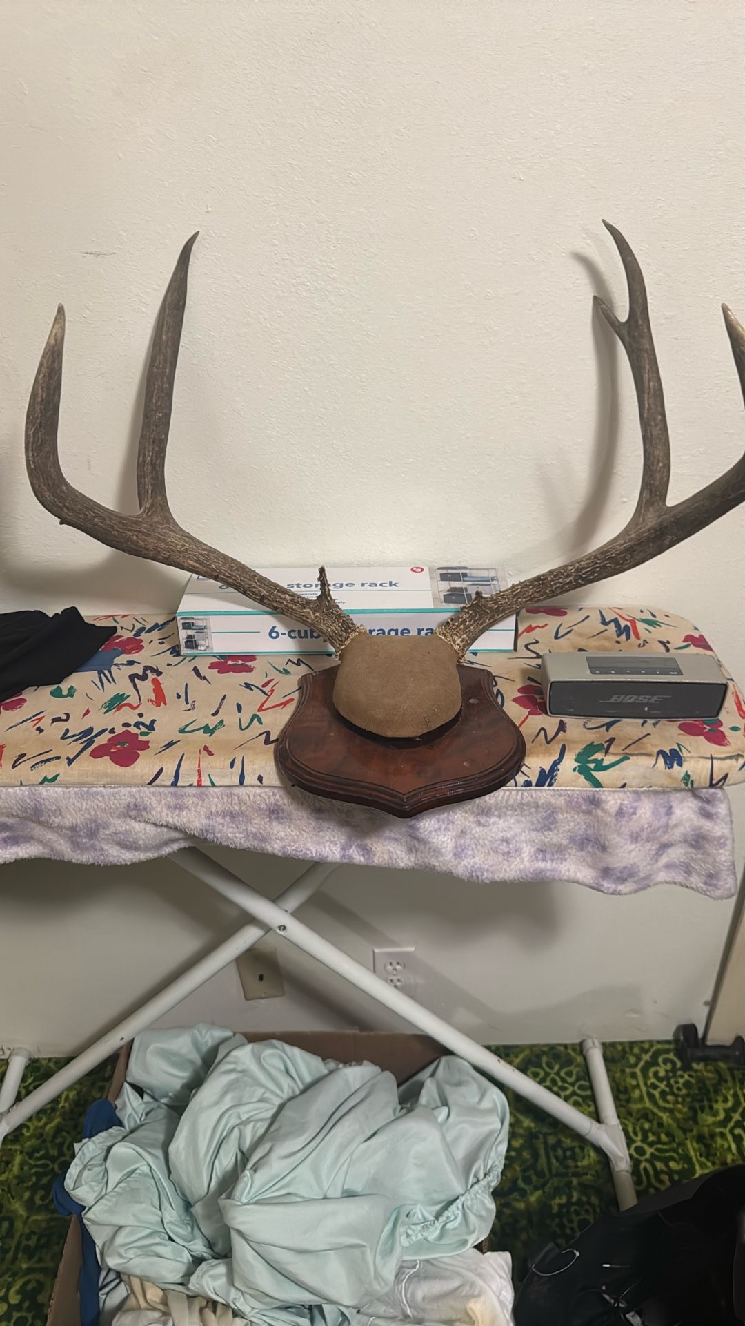 Real authentic horns