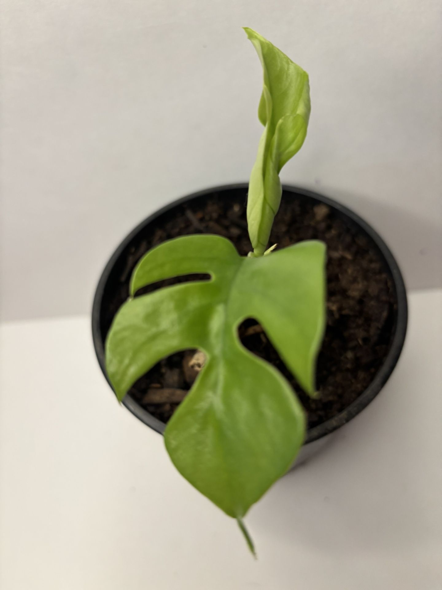 Monstera Minima Indoor Plant $5