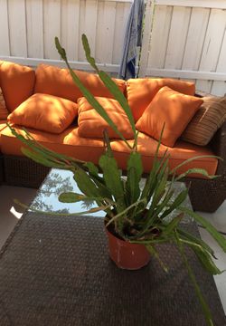 UNIQUE SUCCULENT