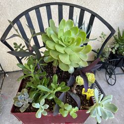 Large Beautiful Succulent Planter