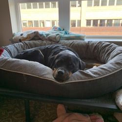 Elevated Dog Bed / Cot