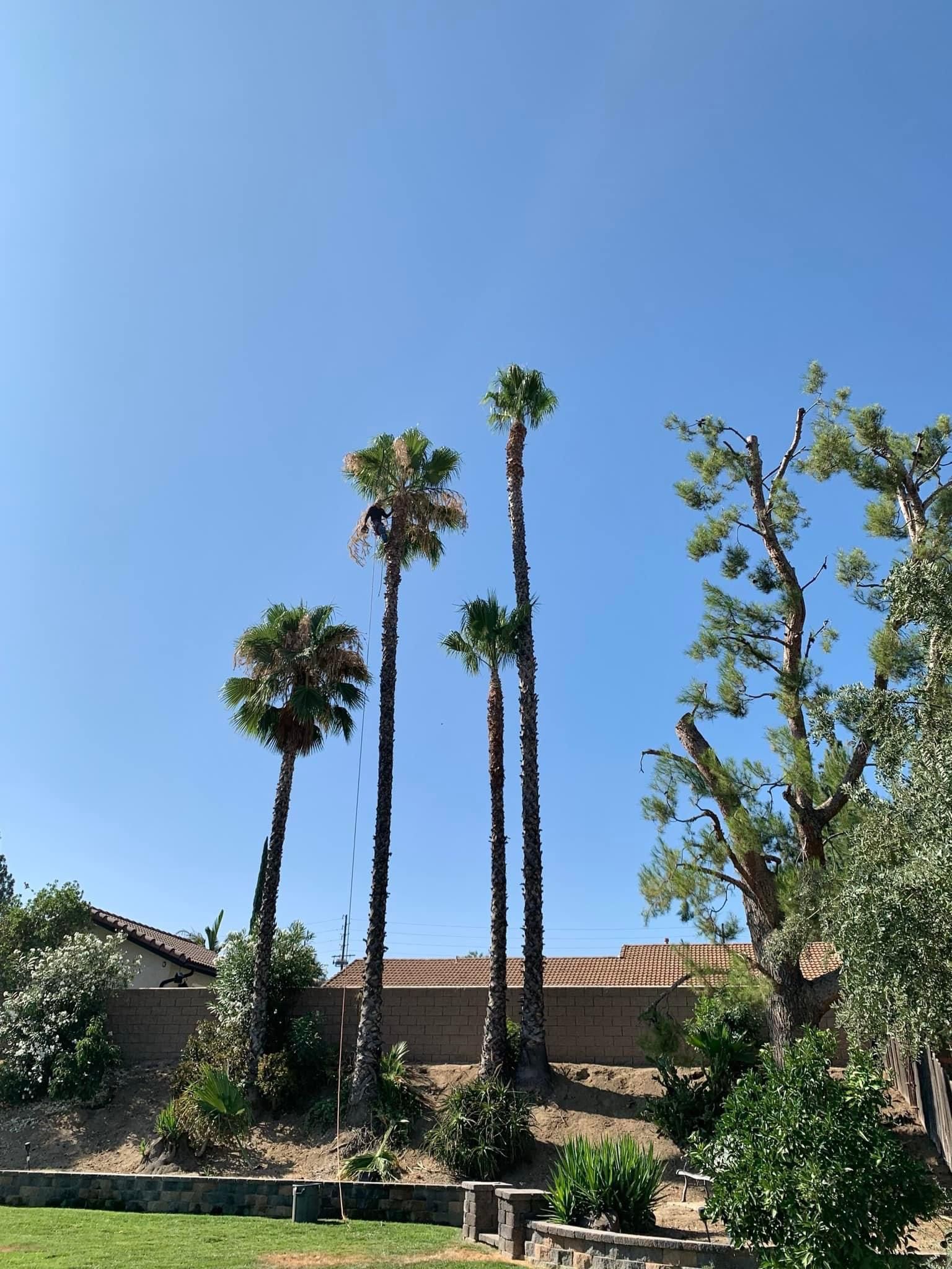 tree pruning