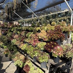 Lots Of Different Varieties Of Plants(2inch Pot $1.50ea)Aeonium’s Plants Different Prices