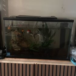 Fish Tank 