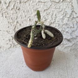 3 Inch Pot Succulent Plant - Rare Crassula Muscosa Variegated - Watch Chain Variegata - Rooted & Established - Drought Resistant 🪴