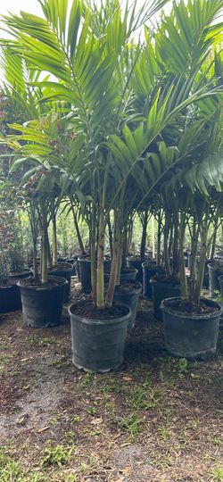 Christmas Palm 15 Gallon
