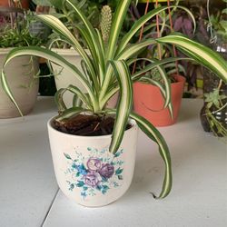 Bridals Ribbon Plant 