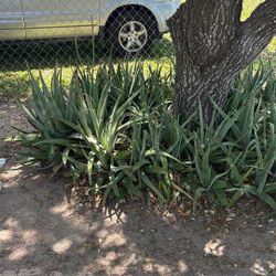 Aloe Vera Plants 