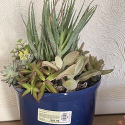 Succulent Garden- Large 