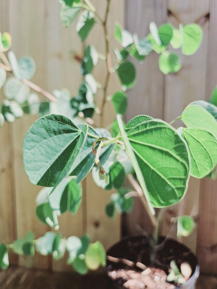 LIVE PLANT 3ft Bauhinia galpinii Pride of De Kaap African Plume Red Orchid Tree