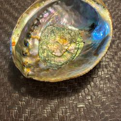 Abalone Shell