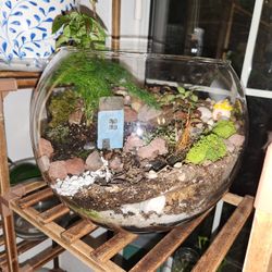 Round 12" Clear Glass Bowl Terranium 