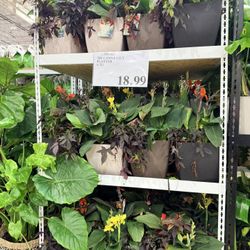 Tri Canna lily planter 